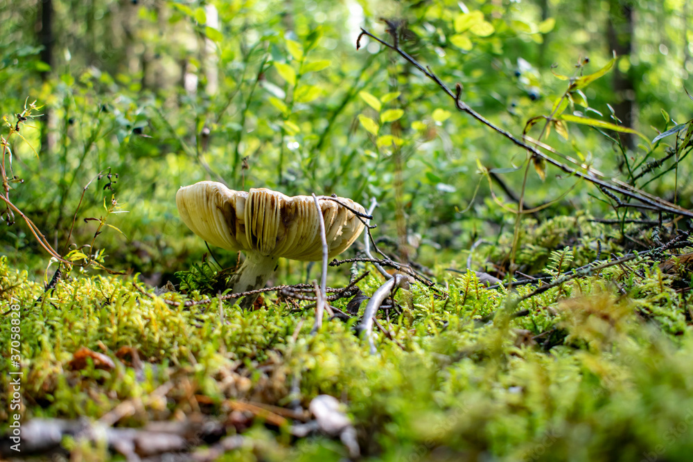 Wild edible mushrooms in a natural forest setting. Wild edible mushrooms in a natural forest setting.