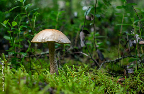 Wild edible mushrooms in a natural forest setting.