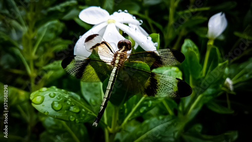 A white madagascar periwinkle (Nayantara) flower and a dragon fly on it. photo