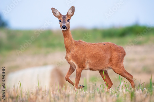 Roe deer, capreolus capreolus, doe standing on hay field in summer nature. Female mammal looking to the camera on meadow. Wild animal observing on grassland.