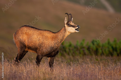 Tatra chamois, rupicapra rupicapra tatrica, bleating on meadow in summer nature. Wild goat with horns calling in moutnains. Alpine animal standing in dry grass. photo