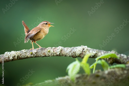 Obraz na płótnie Eurasian wren, troglodytes troglodyte, singing on bough in spring nature. Wild songbird calling on branch with copy space. Little brown bird sitting on twig with moss from profile. w salonie