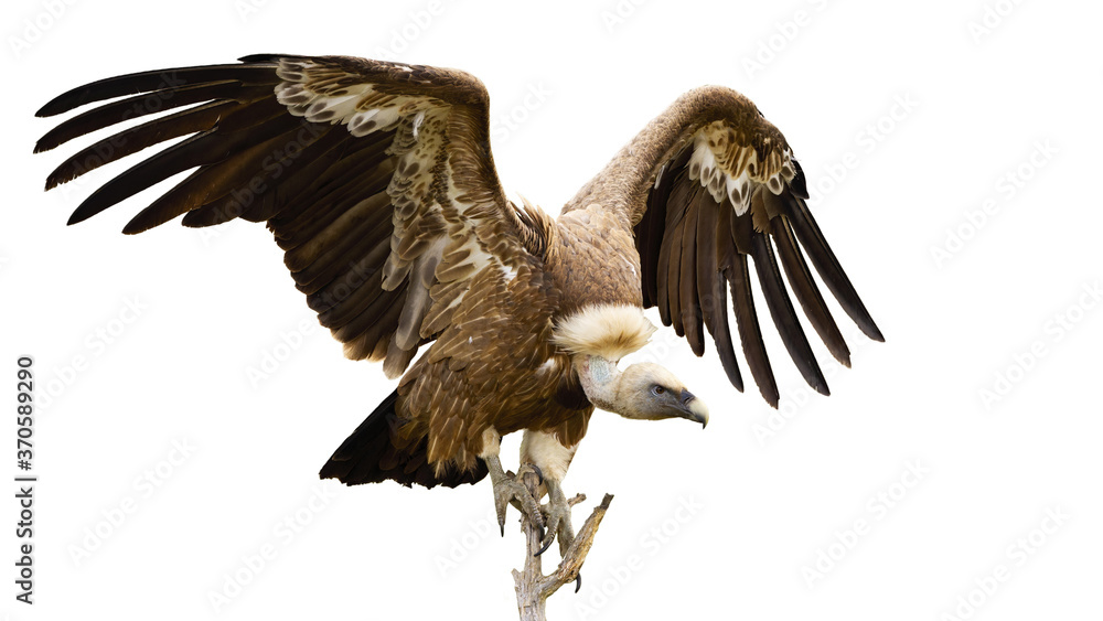 Griffon vulture, gyps fulvus, landing on a bough from front view isolated on white background. Scavenger bird with spread wings sitting down on a twig cut out on blank.