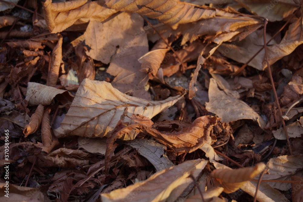 detalle de hojas de platano caidas al suelo en tonos marrones de otoño iluminadas con rayos de sol