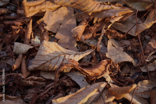 detalle de hojas de platano caidas al suelo en tonos marrones de otoño iluminadas con rayos de sol