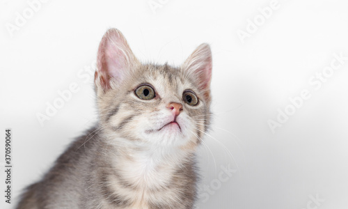 gray kitten looking up on a white background