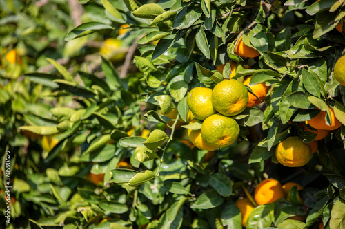 Fresh organic tangerine tree