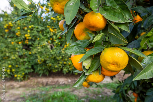 Fresh organic tangerine tree