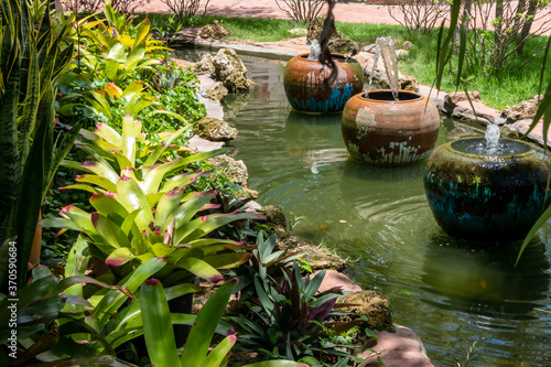 Color pineapple ornamental plants in pond garden tropical garden