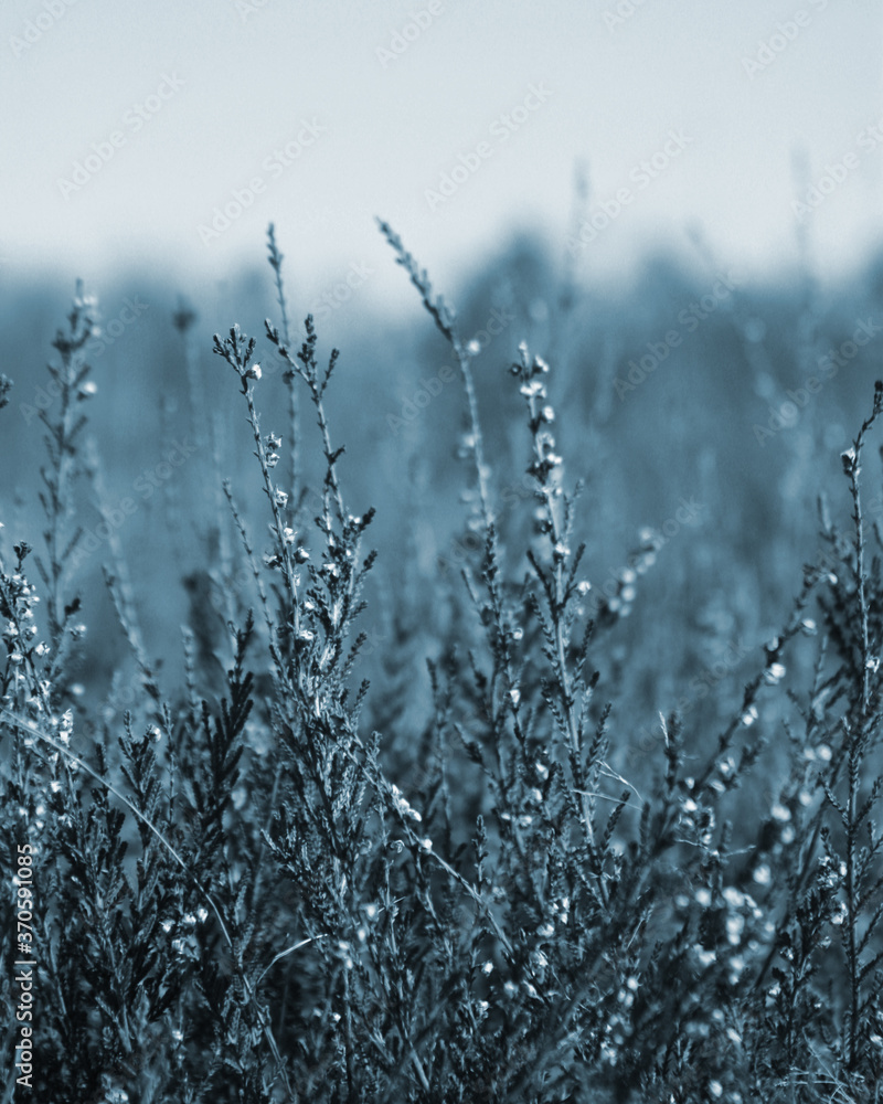 frost on grass frost on grass