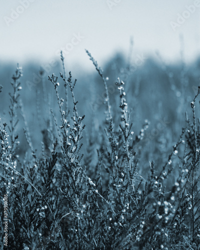 frost on grass © Андрей Воронько