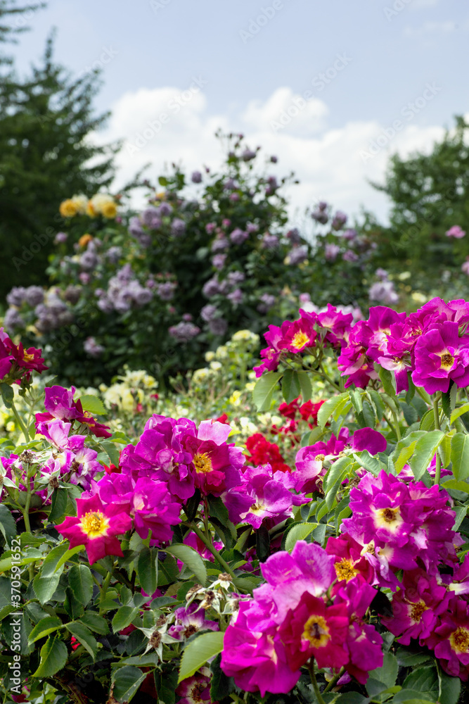 Wildrosen pink Rosenzucht bunt