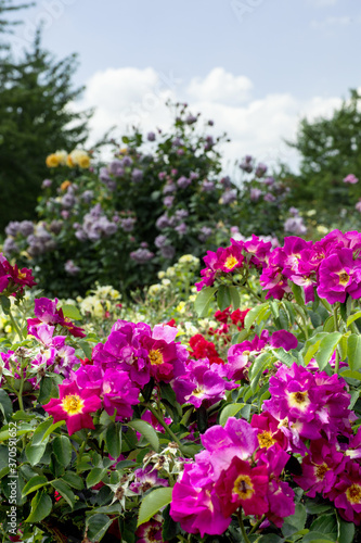 Wildrosen pink Rosenzucht bunt