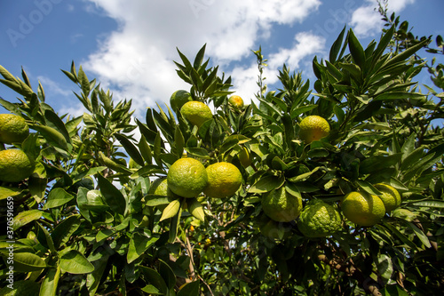 Fresh organic tangerine tree