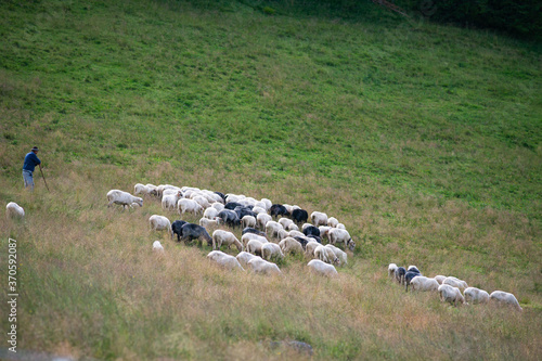 Fototapeta Naklejka Na Ścianę i Meble -  Wypas kulturowy owiec na Rusinowej Polanie
