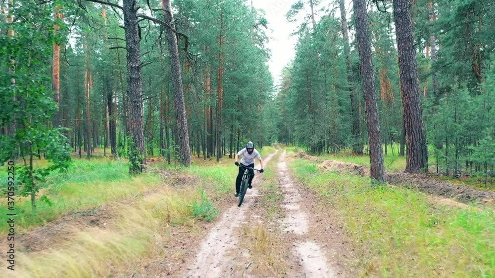 Pine forest with a bike rider moving through it Pine forest with a bike rider moving through it