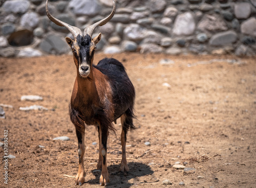 Goat staring at the camera. Greek wild goat. The domestic goat (Capra aegagrus hircus) is a subspecies of goat domesticated from the wild goat of southwest Asia and Eastern Europe.