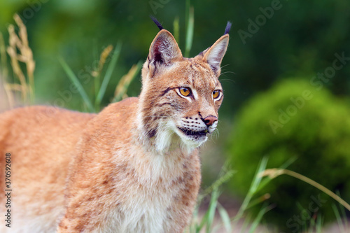 The Eurasian lynx (Lynx lynx), portrait. Eurasian lynx portrait. Cat portrait insite the greenery.