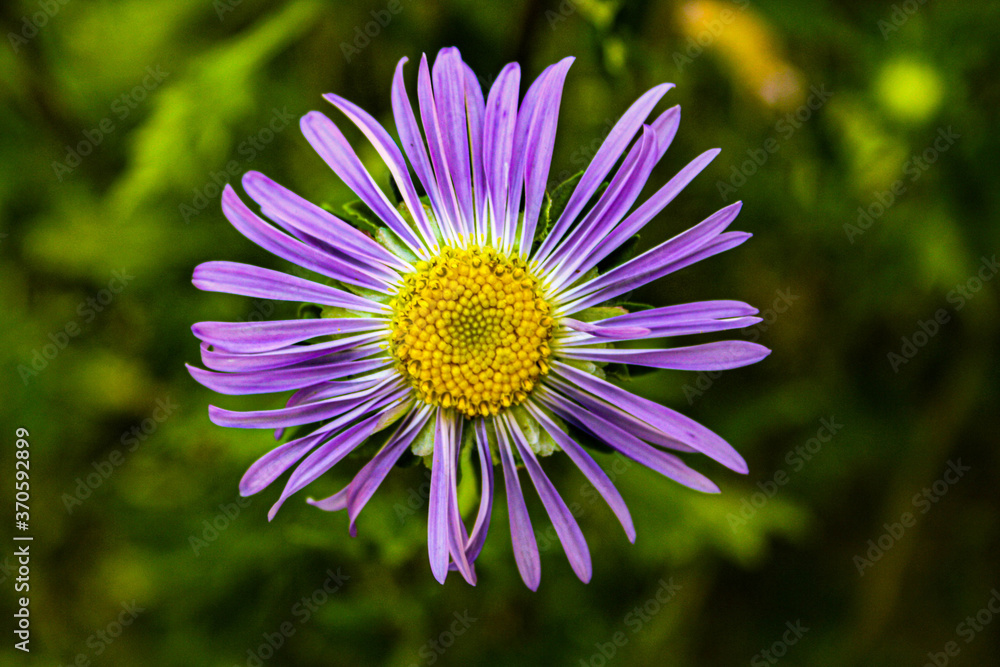 These colors show the beauty of the whole world. That's why we need to protect nature. These colors show the beauty of the whole world. That's why we need to protect nature.