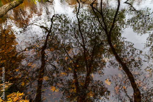 Twisting tree branches reflected in a pond in an autumn park 