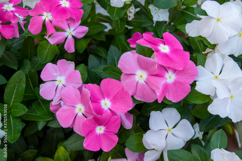 Petunias rosas Petunias rosas