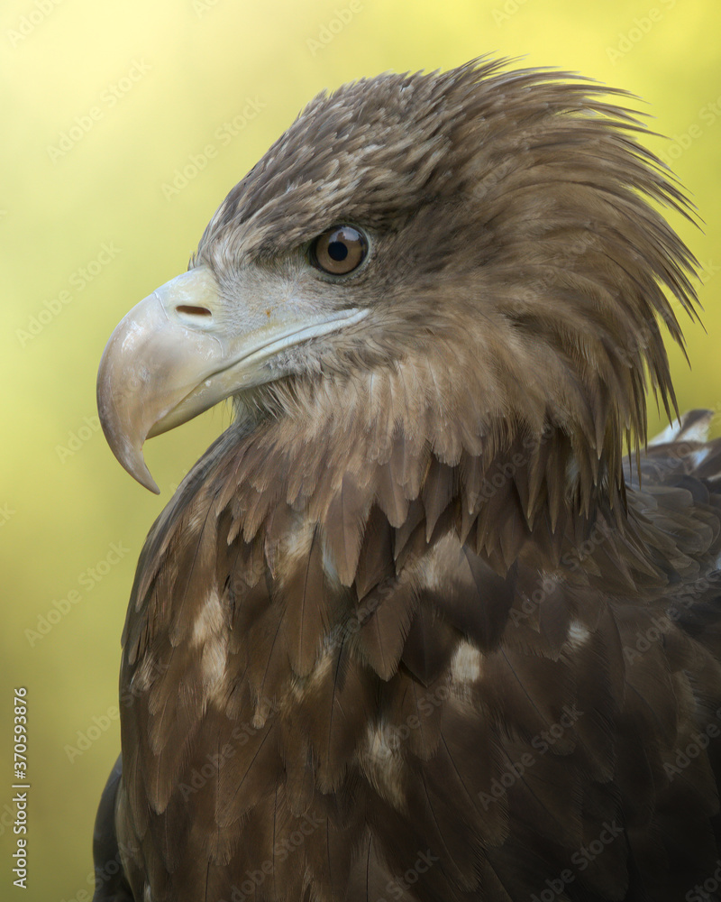 Fototapeta premium portrait of a eagle