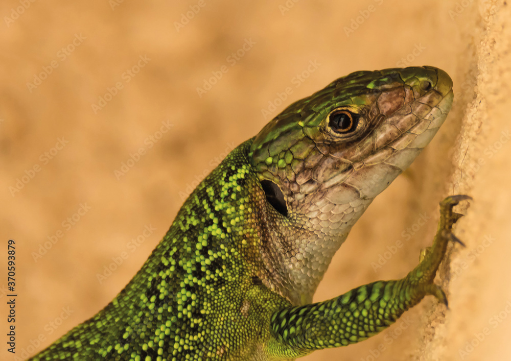 Lézard vert Lézard vert