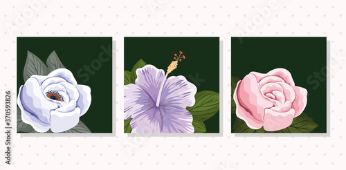set of three flowers with leaves painting in frames design, natural floral nature plant ornament garden decoration and botany theme Vector illustration