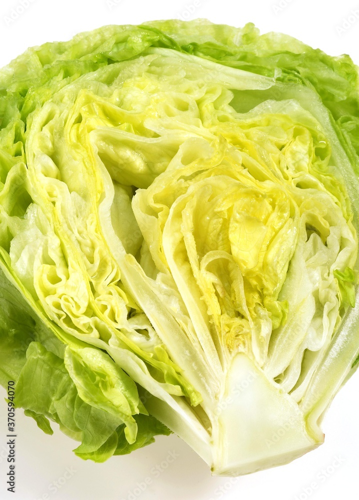 Iceberg Salad, lactuca sativa, Leaves against White Background Iceberg Salad, lactuca sativa, Leaves against White Background
