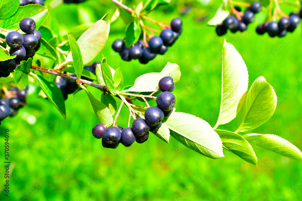Black-fruited Rowan tree with Mature berries on the branches