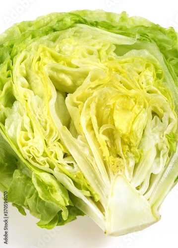 Iceberg Salad, lactuca sativa, Leaves against White Background