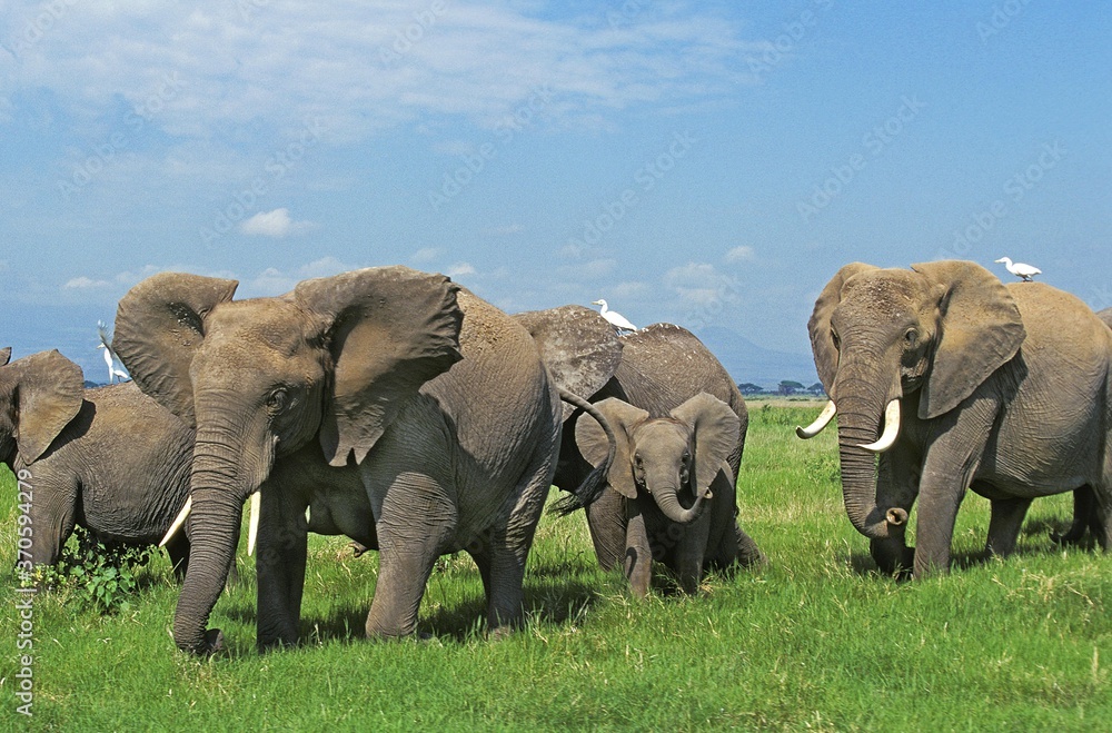 African Elephant, loxodonta africana, Group in Savanah, Masai Mara park in Kenya