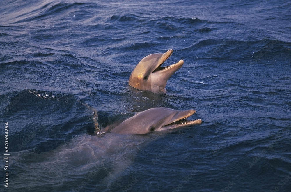 Bottlenose Dolphin, tursiops truncatus, Heads of Adult emerging from Water