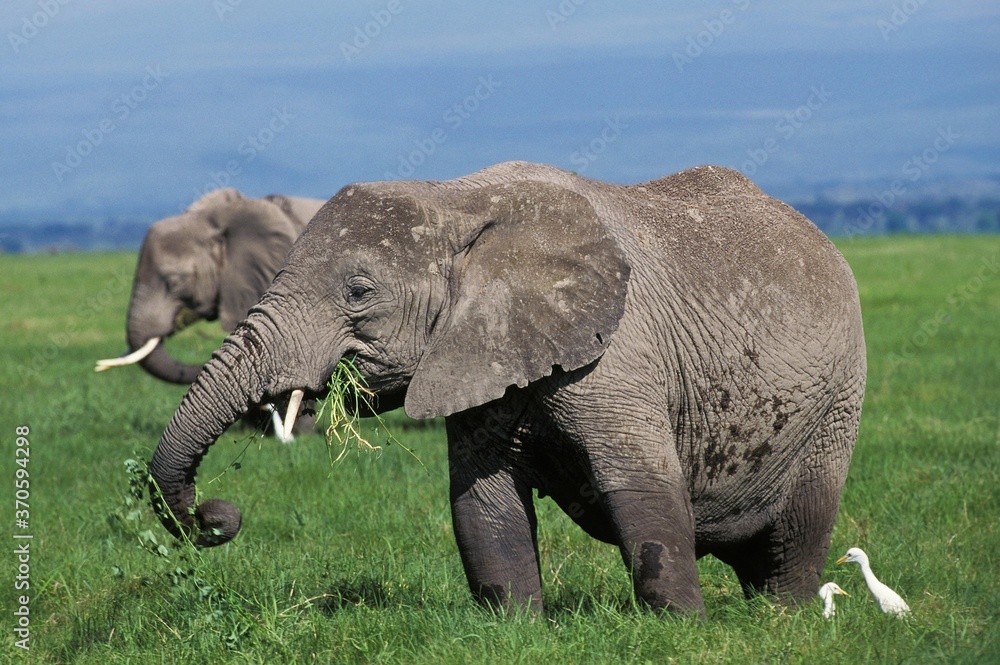 African Elephant, loxodonta africana, Female eating Grass, Masai Mara park in Kenya