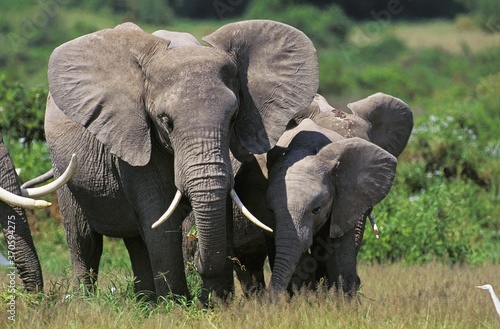 African Elephant, loxodonta africana, Female with Calf, Masai Mara park in Kenya