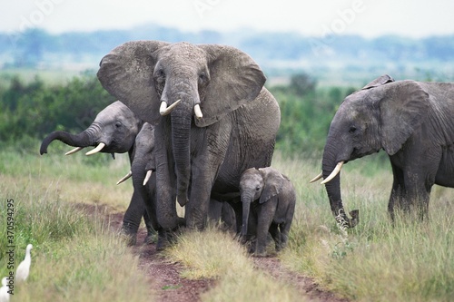 African Elephant, loxodonta africana, Female with Calf, Masai Mara park in Kenya