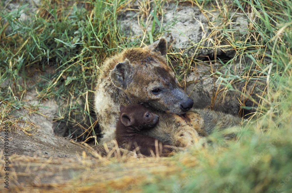 Spotted Hyena, crocuta crocuta, Female with Cub at Den entrance, Masai Mara Park in Kenya Spotted Hyena, crocuta crocuta, Female with Cub at Den entrance, Masai Mara Park in Kenya