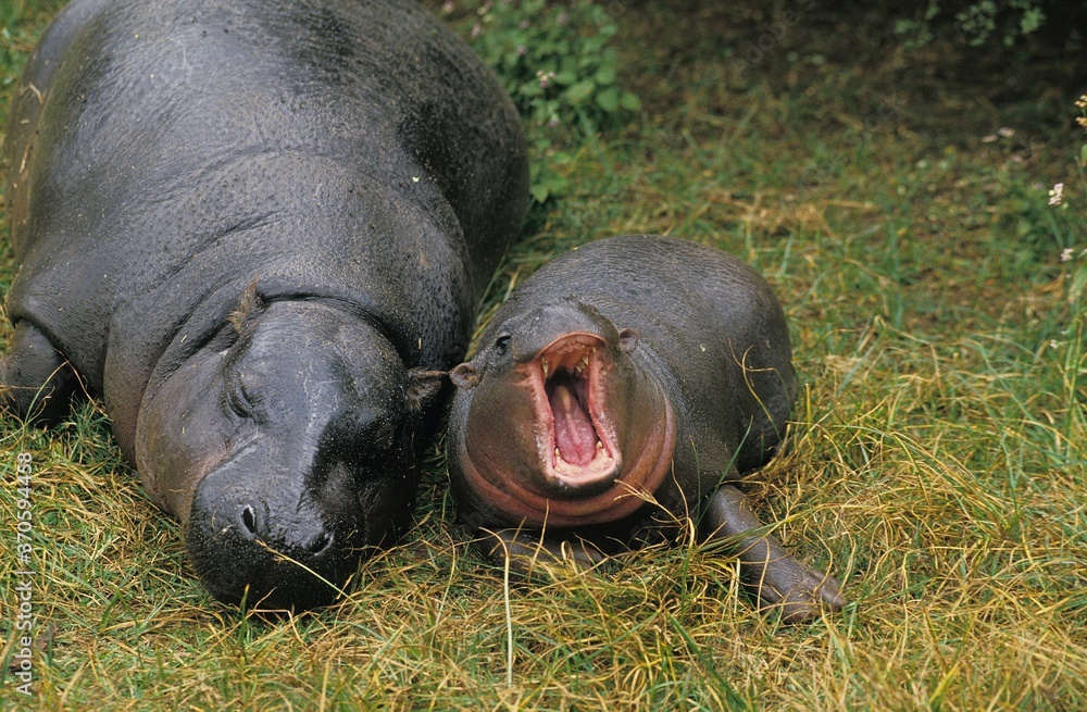 Pygmy Hippopotamus, choeropsis liberiensis, Female with Calf laying down Pygmy Hippopotamus, choeropsis liberiensis, Female with Calf laying down