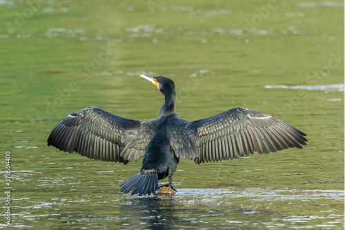 Grand cormoran