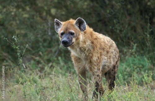 Spotted Hyena, crocuta crocuta, Adult standing on Grass, Masai Mara Park in Kenya
