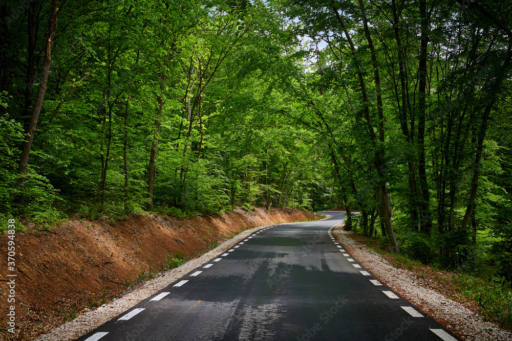Fototapeta premium road through nature in summer