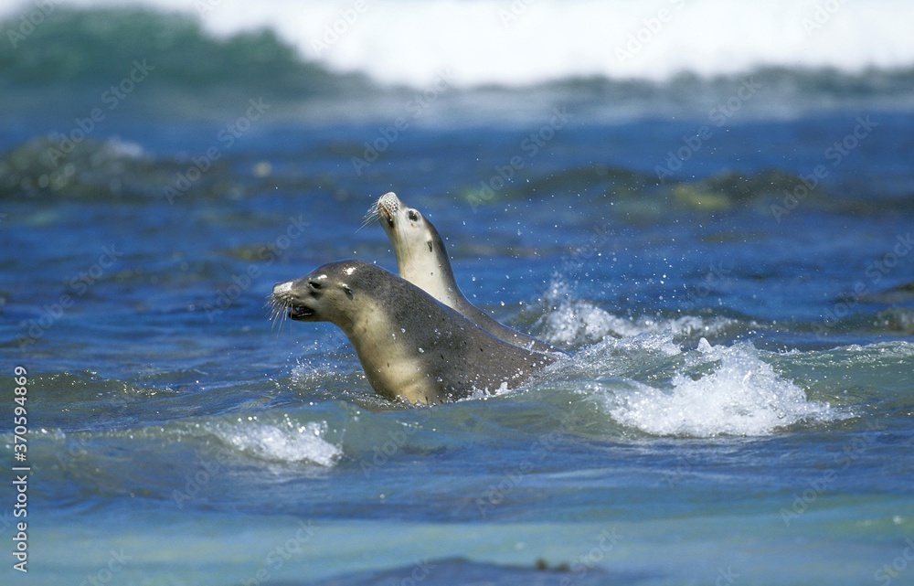 Obraz premium Australian Sea Lion, neophoca cinerea, Adults standing in Waves, Australia