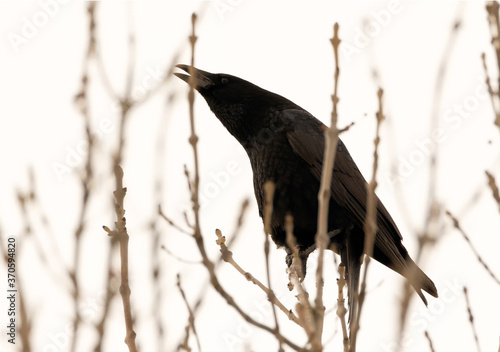 Grand corbeau