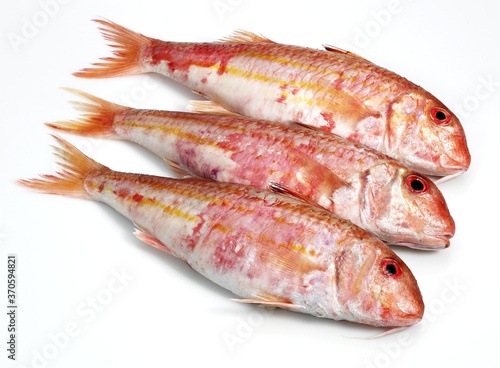 Photos Fresh Gurnard, mullus surmuletus, Fishes against White Background
