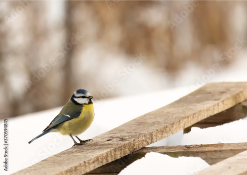 Mésange bleue