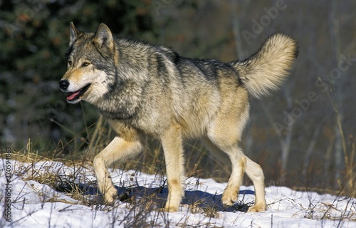 North American Grey Wolf  canis lupus occidentalis  Adult walking on Snow  Canada