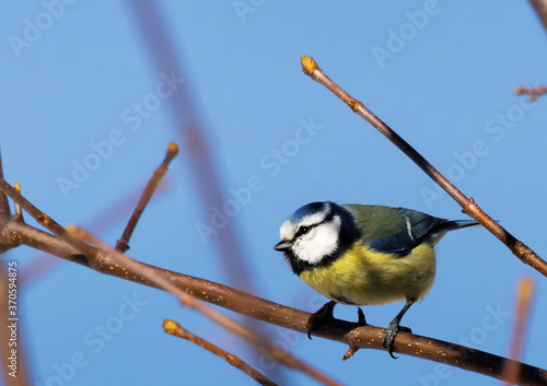 Mésange bleue