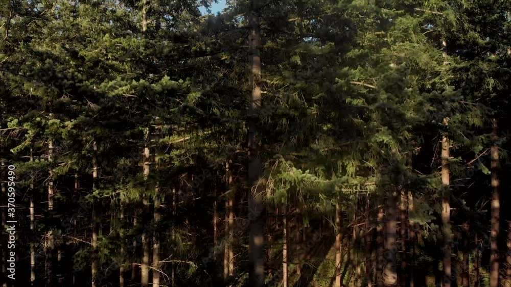 Slow aerial rising in a dense pine forest revealing the tree tops and wider landscape from above the forest against a clear blue sky Slow aerial rising in a dense pine forest revealing the tree tops and wider landscape from above the forest against a clear blue sky