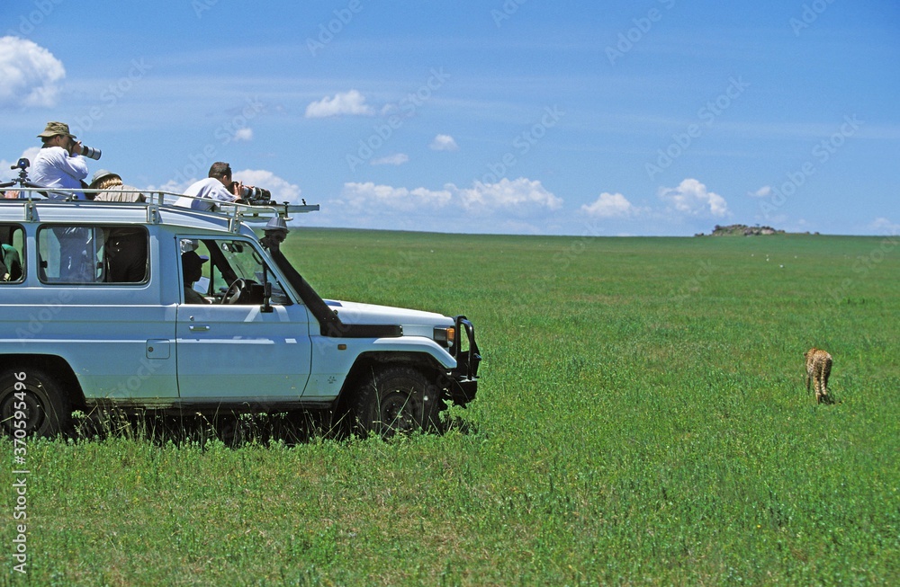 Tourist in 4 wheel drive vehicule watching Cheetah, Serengeti Park in Tanzania Tourist in 4 wheel drive vehicule watching Cheetah, Serengeti Park in Tanzania