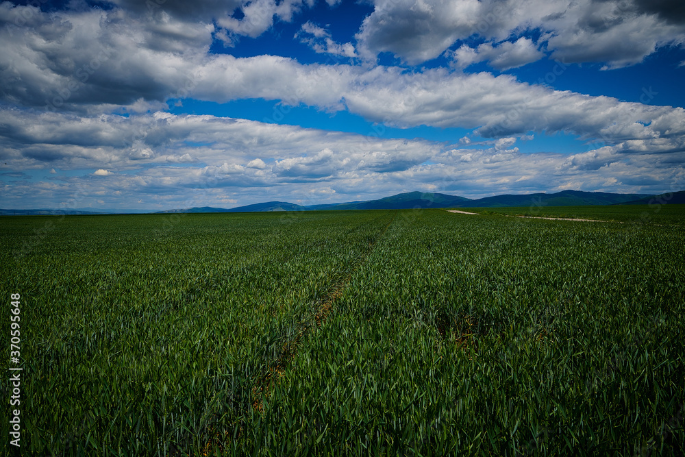 Green field with tractor trace Green field with tractor trace